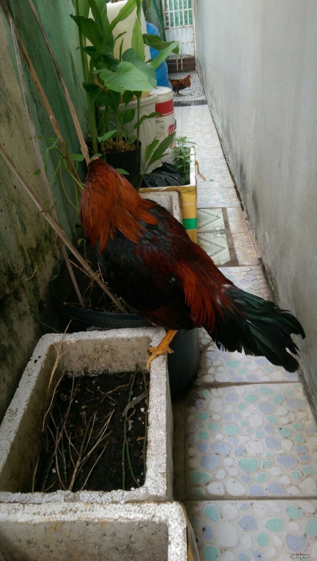 Gà giống asil bobby thuần chủng. - 2