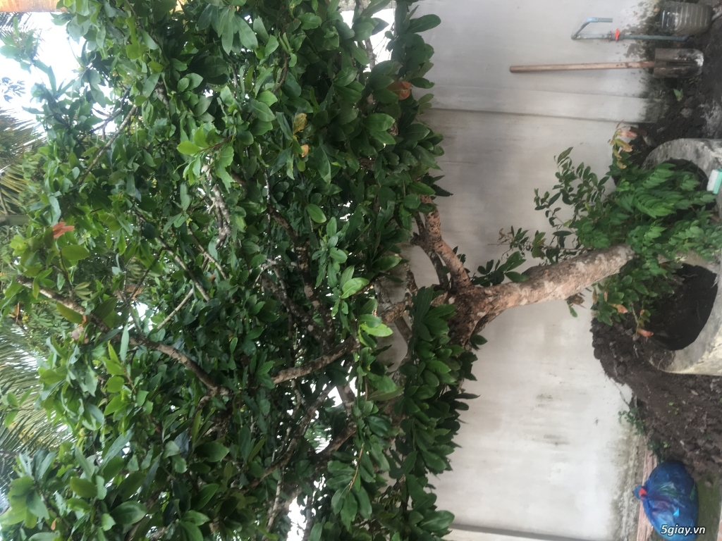 Bán cây mai 60 tuổi - 3