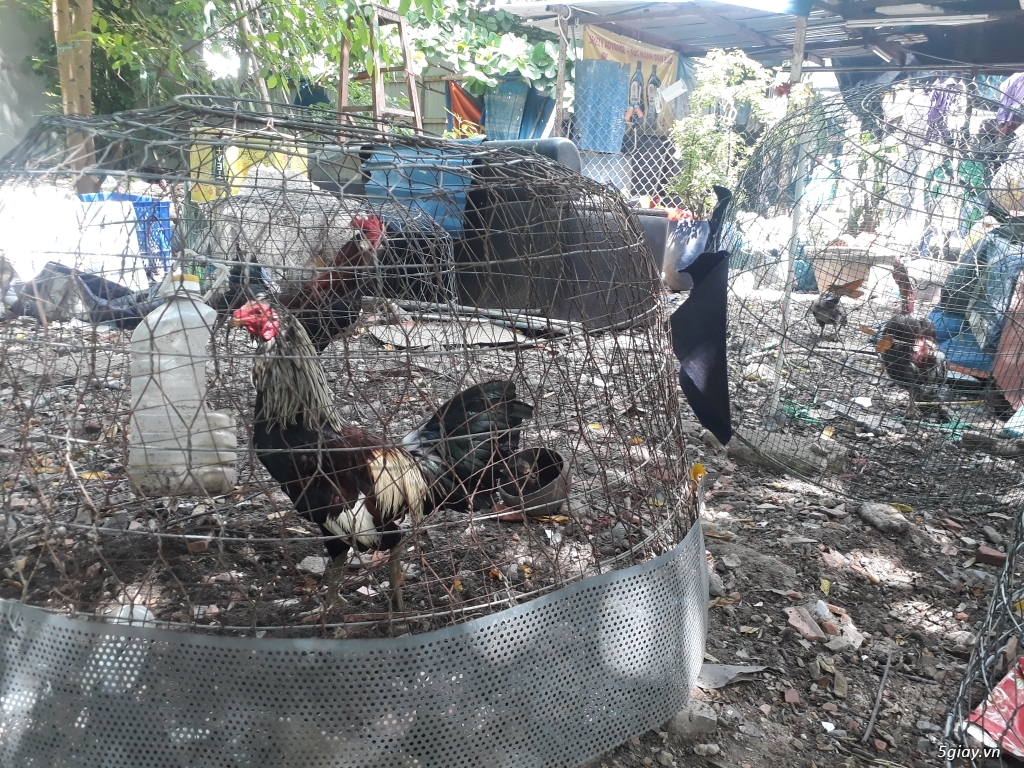 Bán một số gà tre lai giá mềm xèo - 3