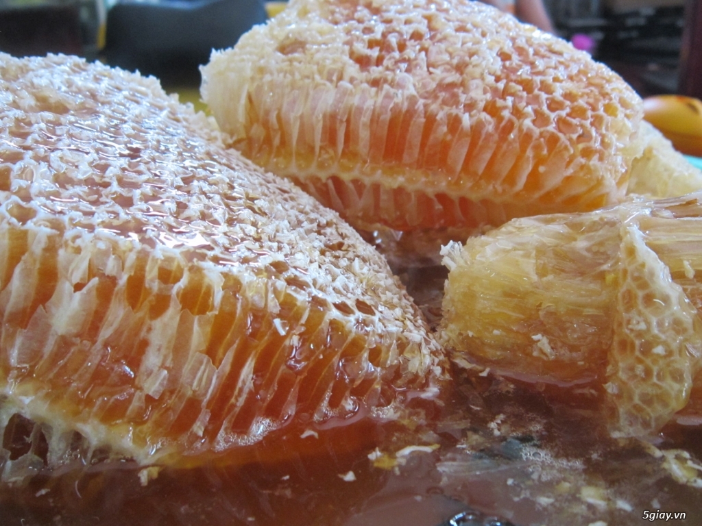 Nguyên ổ ong rừng U Minh nè