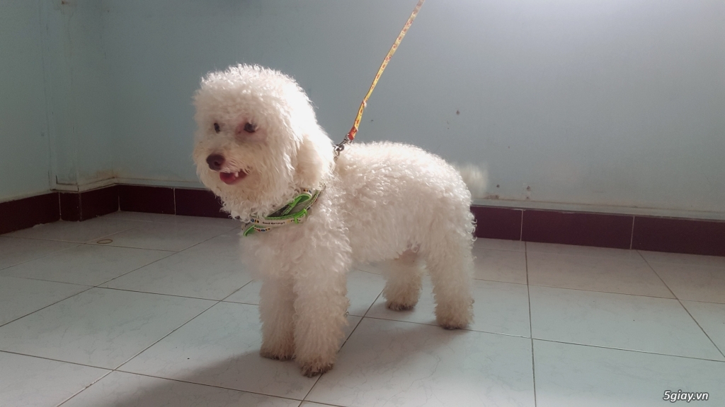Phối chó Poodle thuần chủng trắng - 2