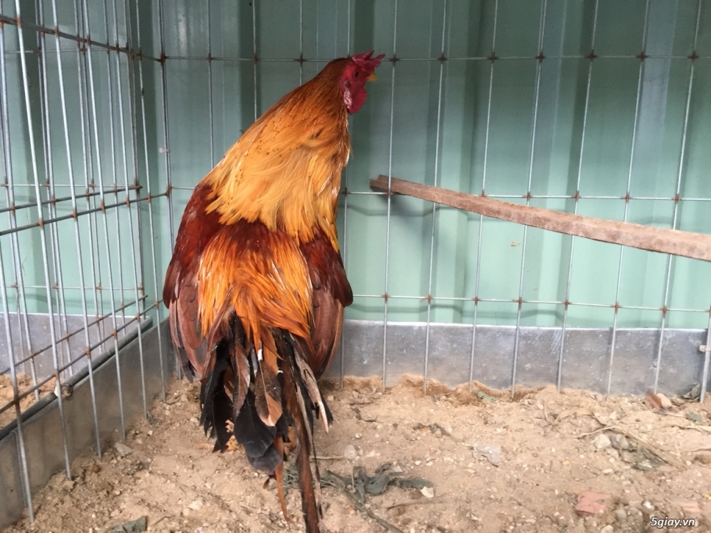 khét đỏ cha simon,mẹ bobby hàng víp - 1