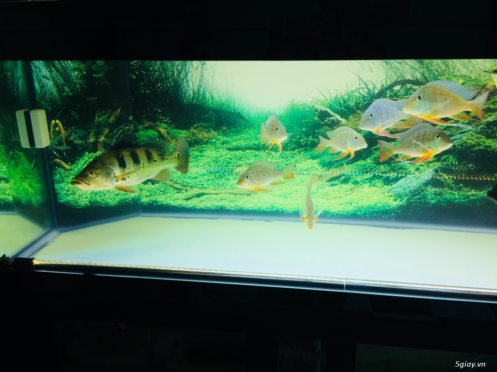 Tất cả hồ và cá - 3
