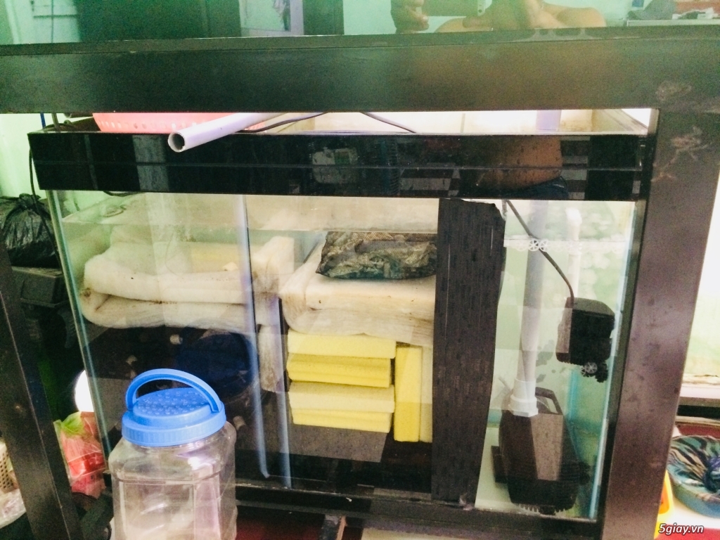 Tất cả hồ và cá - 2
