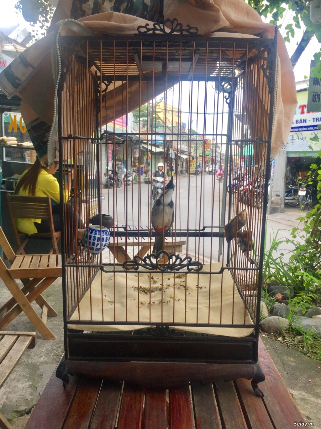 Cần Bán 2 Chào Mào Gốc Đà Lạt - 1