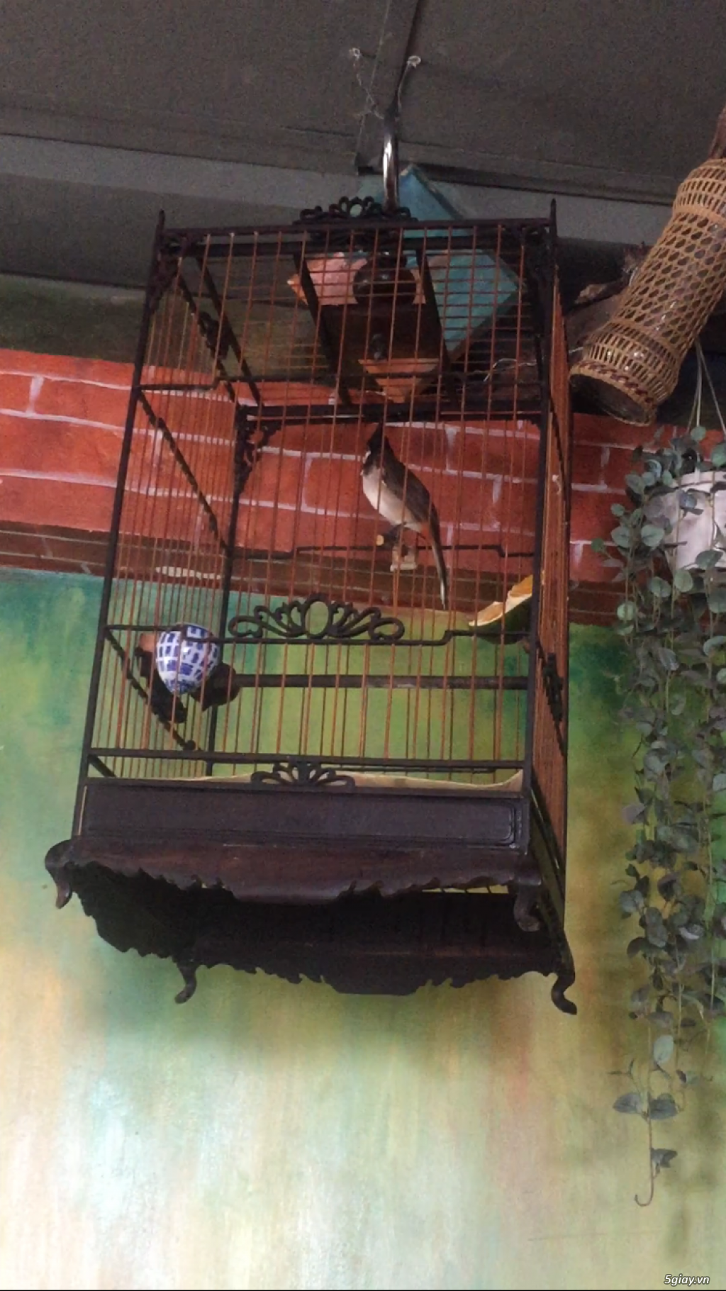 Cần Bán 2 Chào Mào Gốc Đà Lạt