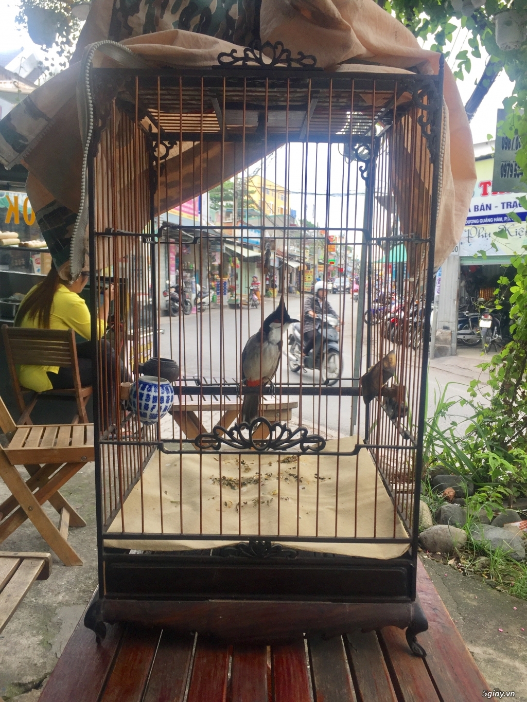 Cần Bán 2 Chào Mào Gốc Đà Lạt - 2