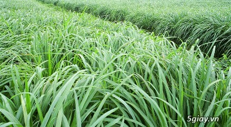 Chuyên Cung Cấp Phân Phối Mặt Hàng Tinh Dầu Gía Sỉ - 2
