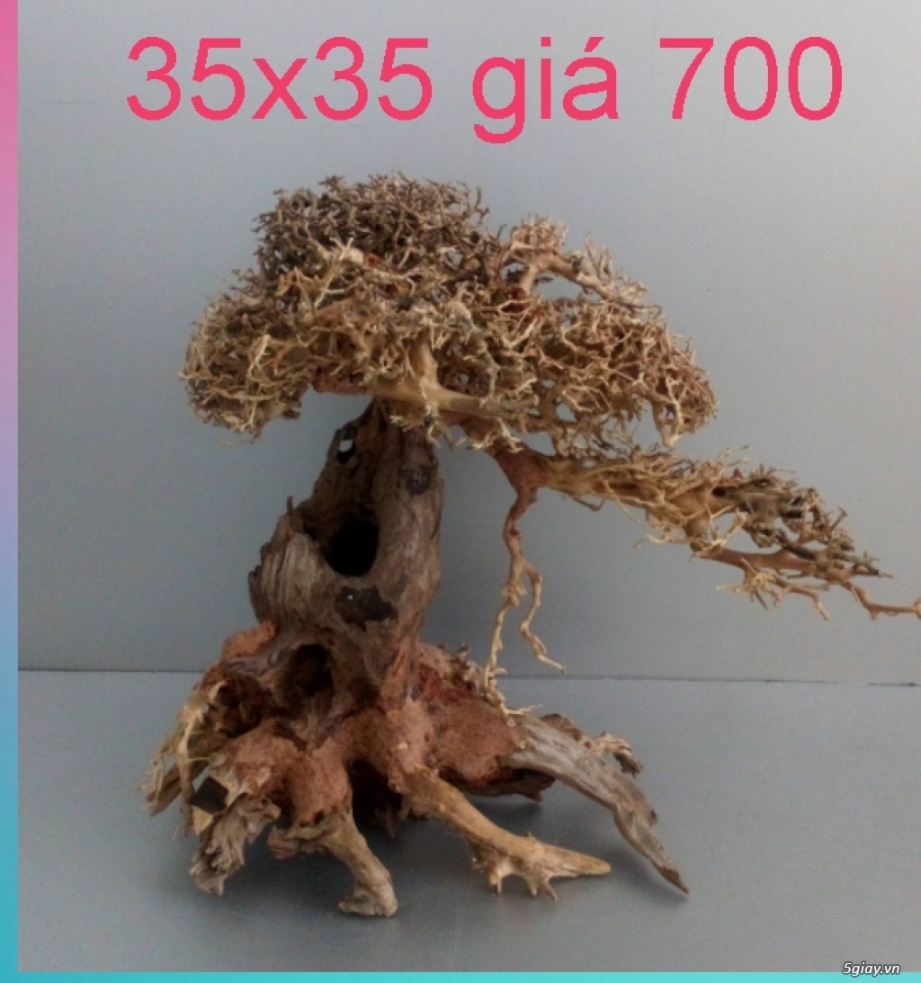 Cần bán lũa Bonsai - 7