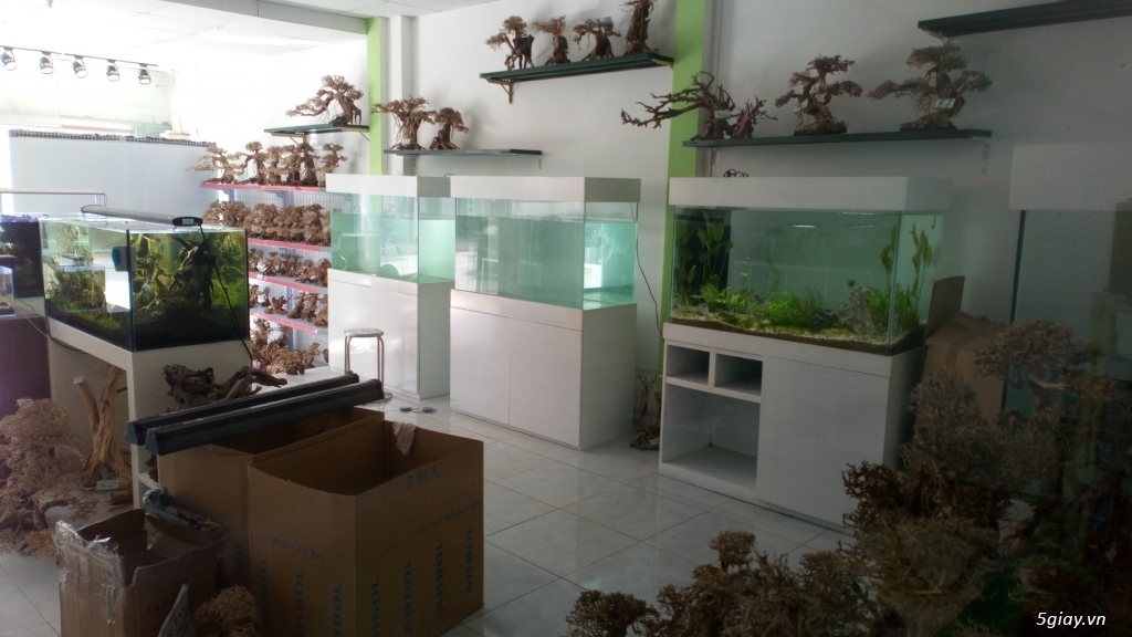 Cần bán lũa Bonsai - 20