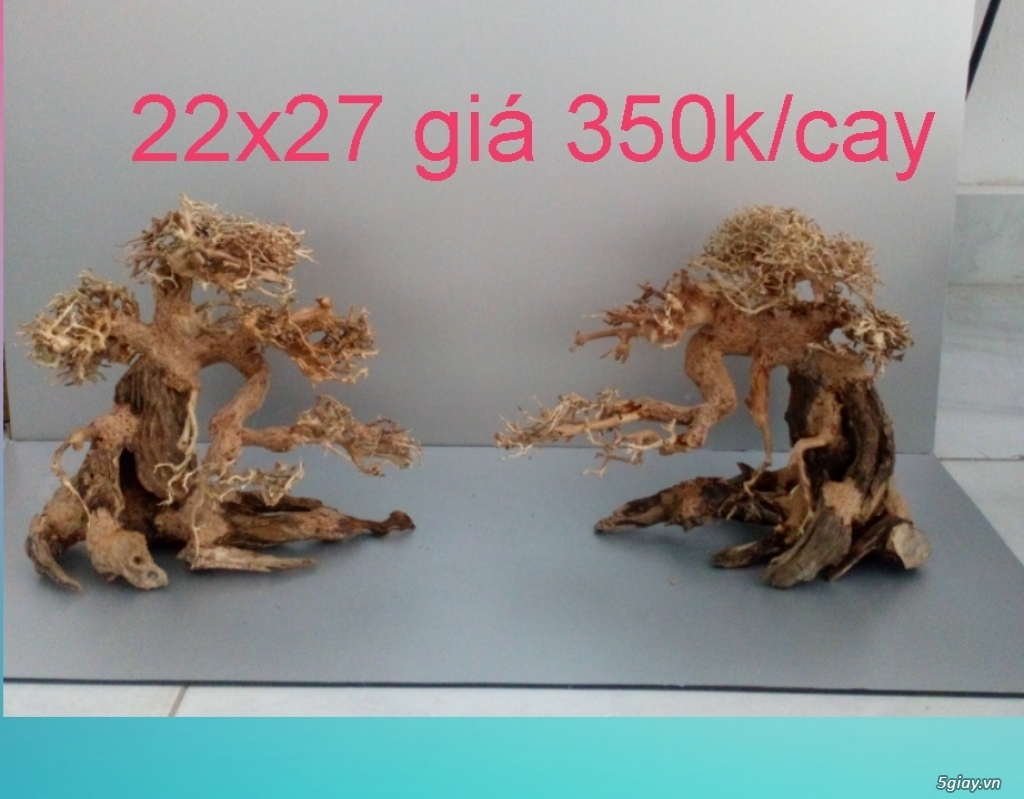 Cần bán lũa Bonsai - 3