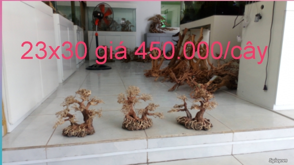 Cần bán lũa Bonsai