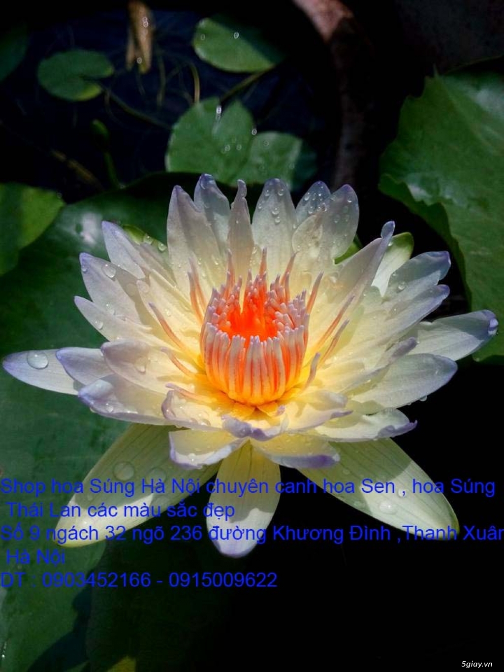 Bán hoa Sen , hoa Súng Thái Lan 120 màu sắc đẹp nở hoa bốn mùa tại HN - 5