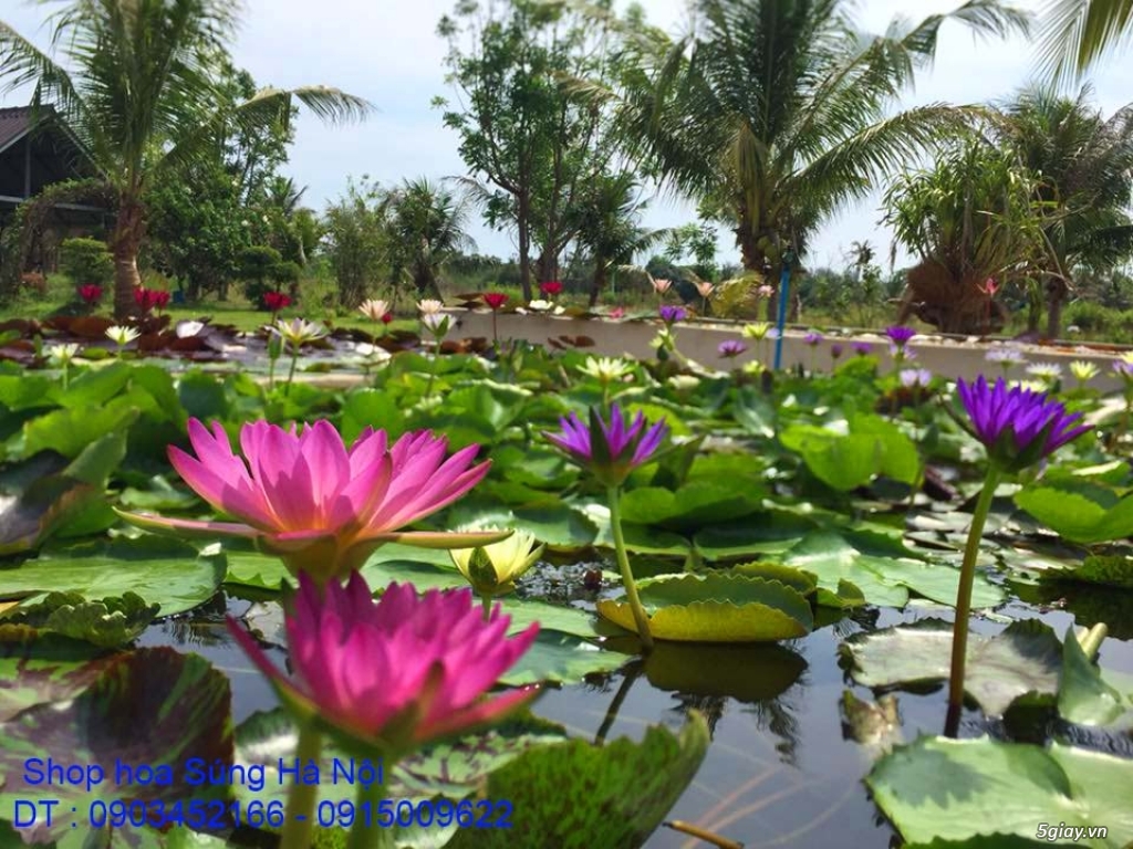 Bán hoa Sen , hoa Súng Thái Lan 120 màu sắc đẹp nở hoa bốn mùa tại HN - 11