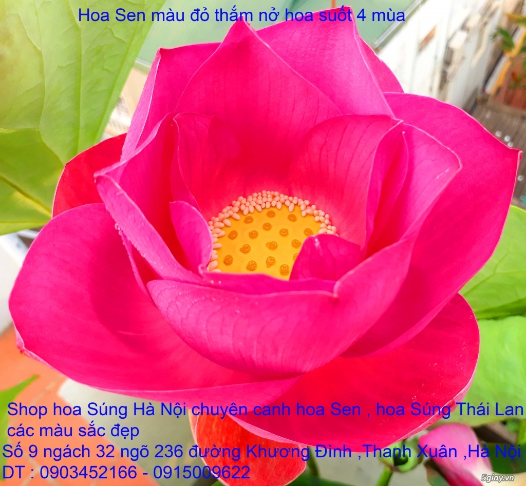 Bán hoa Sen , hoa Súng Thái Lan 120 màu sắc đẹp nở hoa bốn mùa tại HN - 1