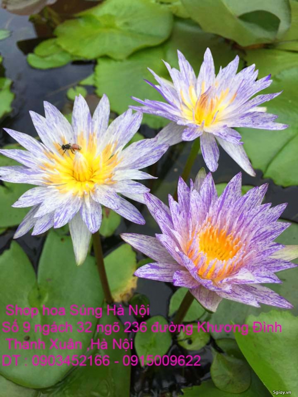 Bán hoa Sen , hoa Súng Thái Lan 120 màu sắc đẹp nở hoa bốn mùa tại HN - 7