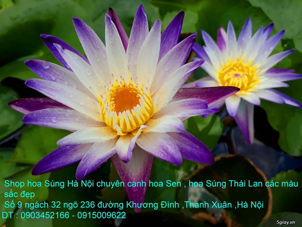 Bán hoa Sen , hoa Súng Thái Lan 120 màu sắc đẹp nở hoa bốn mùa tại HN - 4