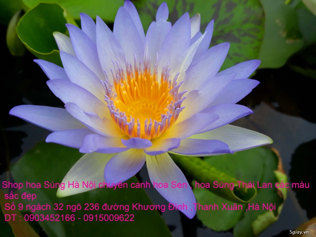 Bán hoa Sen , hoa Súng Thái Lan 120 màu sắc đẹp nở hoa bốn mùa tại HN - 2
