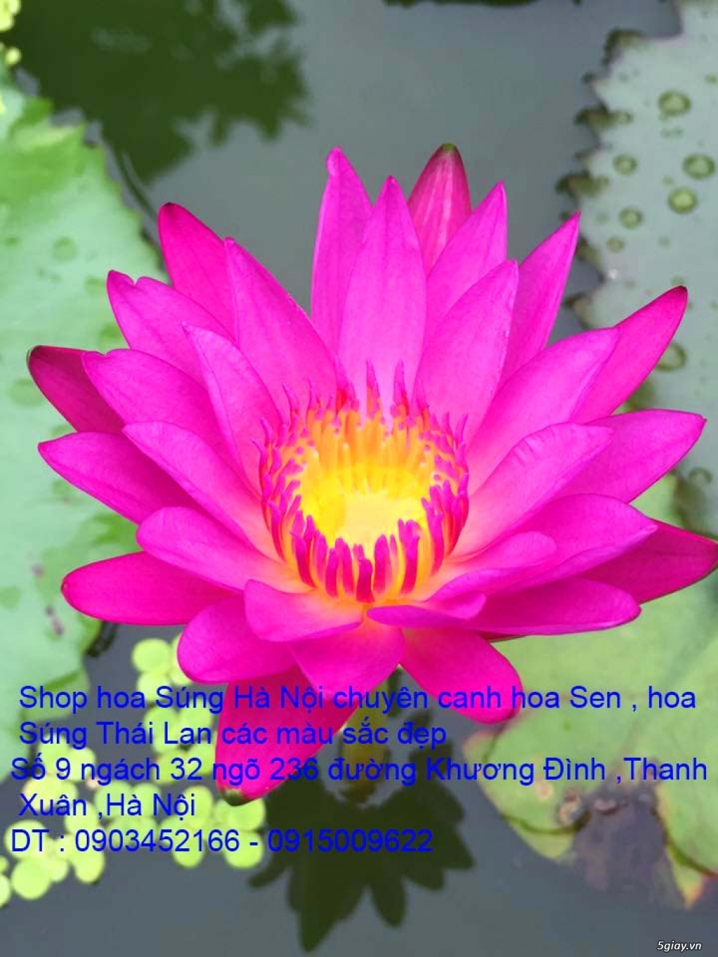 Bán hoa Sen , hoa Súng Thái Lan 120 màu sắc đẹp nở hoa bốn mùa tại HN - 6