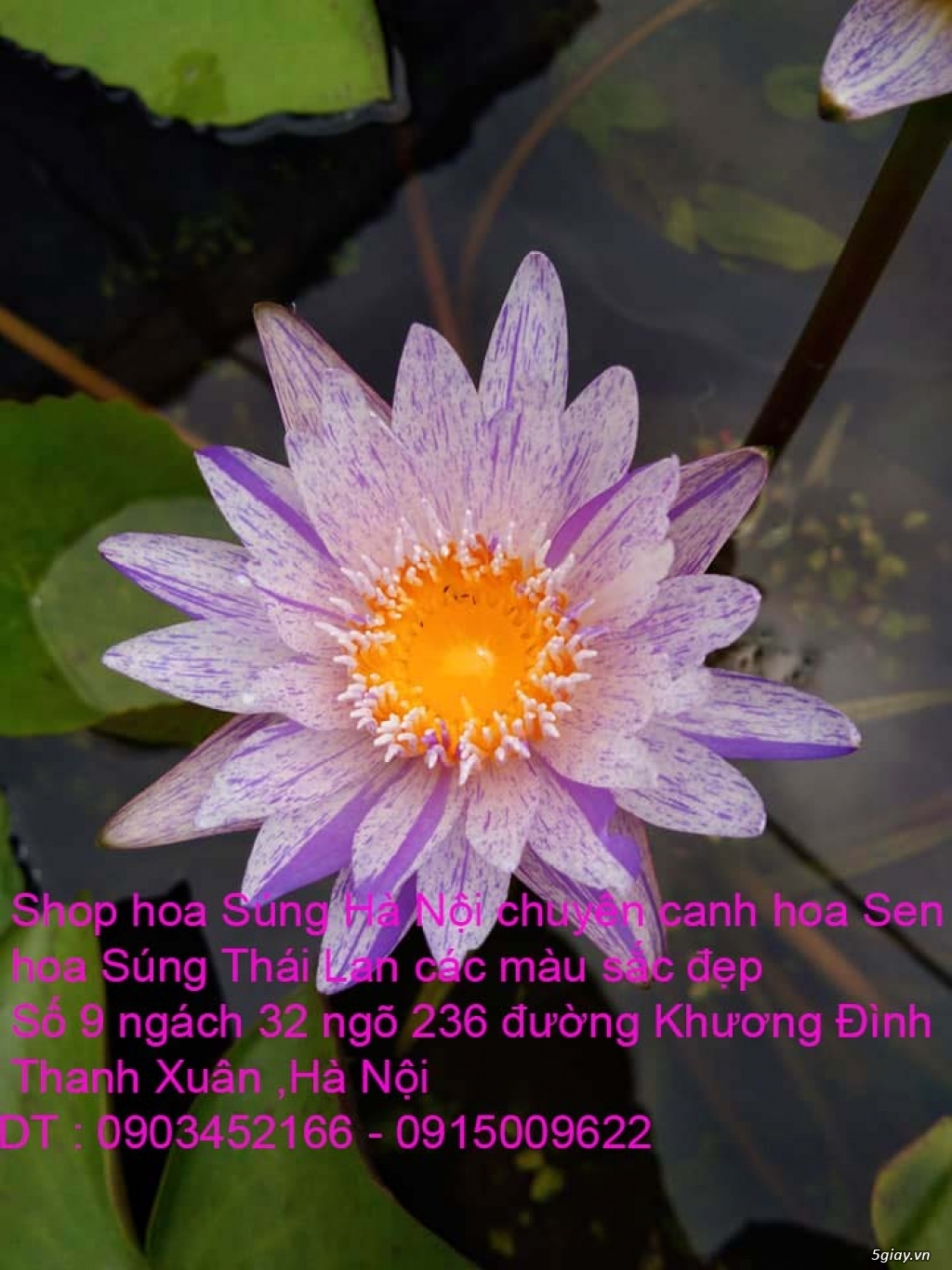 Bán hoa Sen , hoa Súng Thái Lan 120 màu sắc đẹp nở hoa bốn mùa tại HN - 9