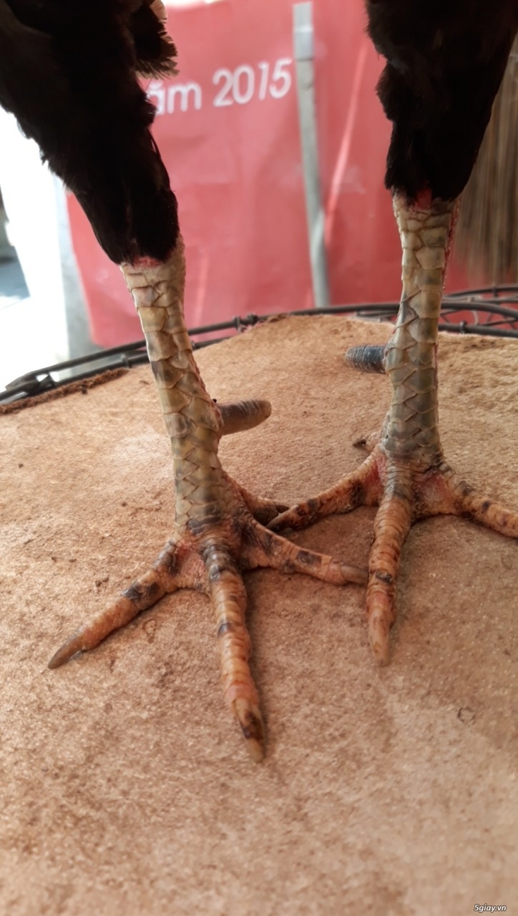 Bổn đỗ lai mỹ, asil, zin - 5