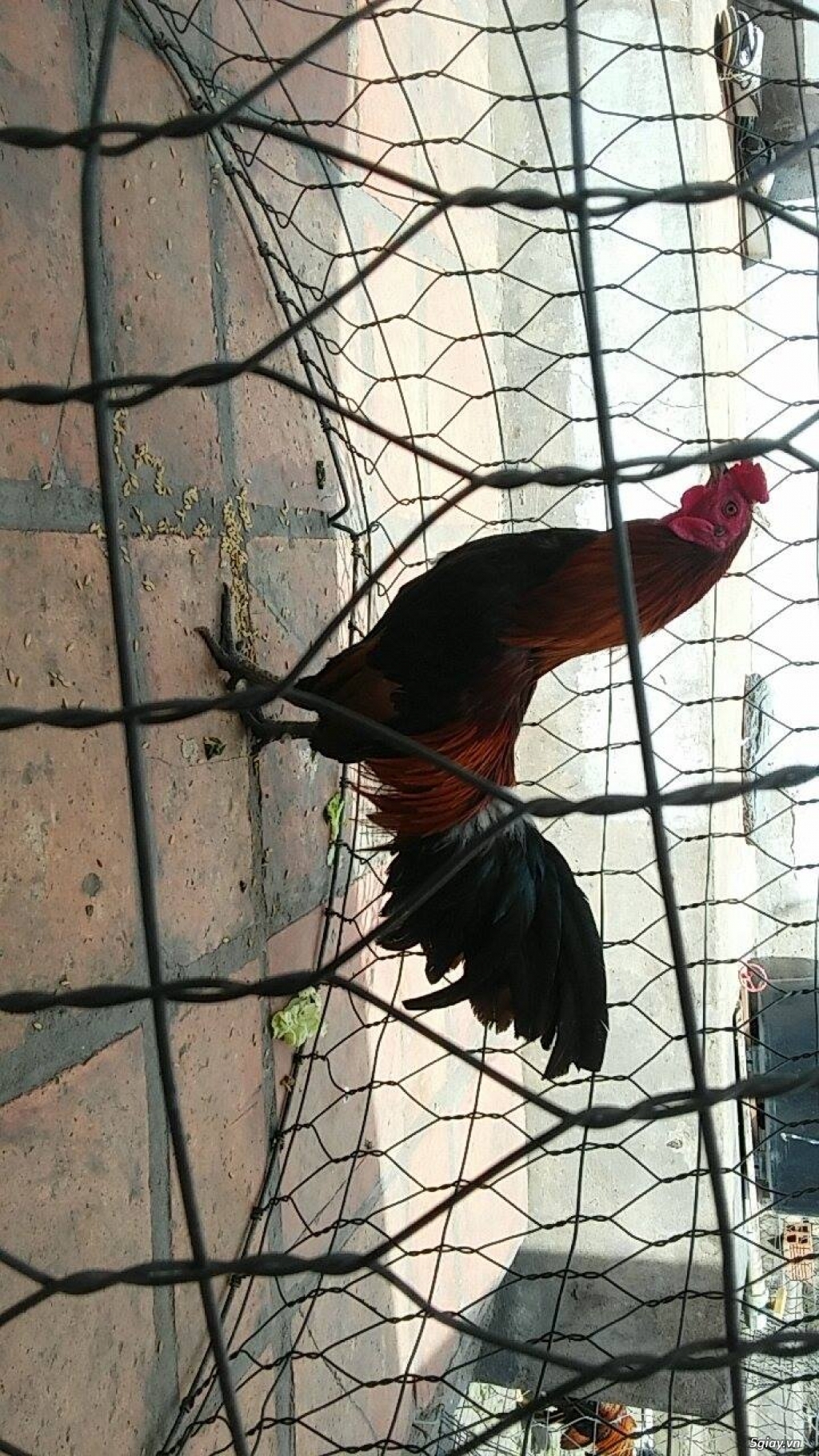 Bổn đỗ lai mỹ, asil, zin