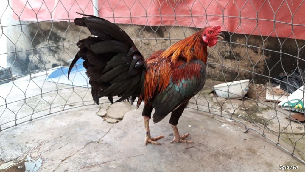 Bổn đỗ lai mỹ, asil, zin - 4