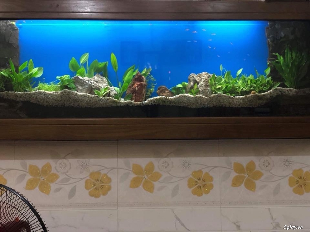 hồ thuỷ sinh treo tường