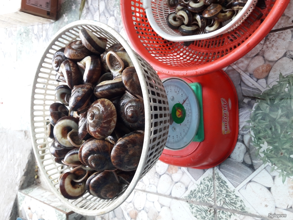 ỐC NÚI SÀI GÒN - 4