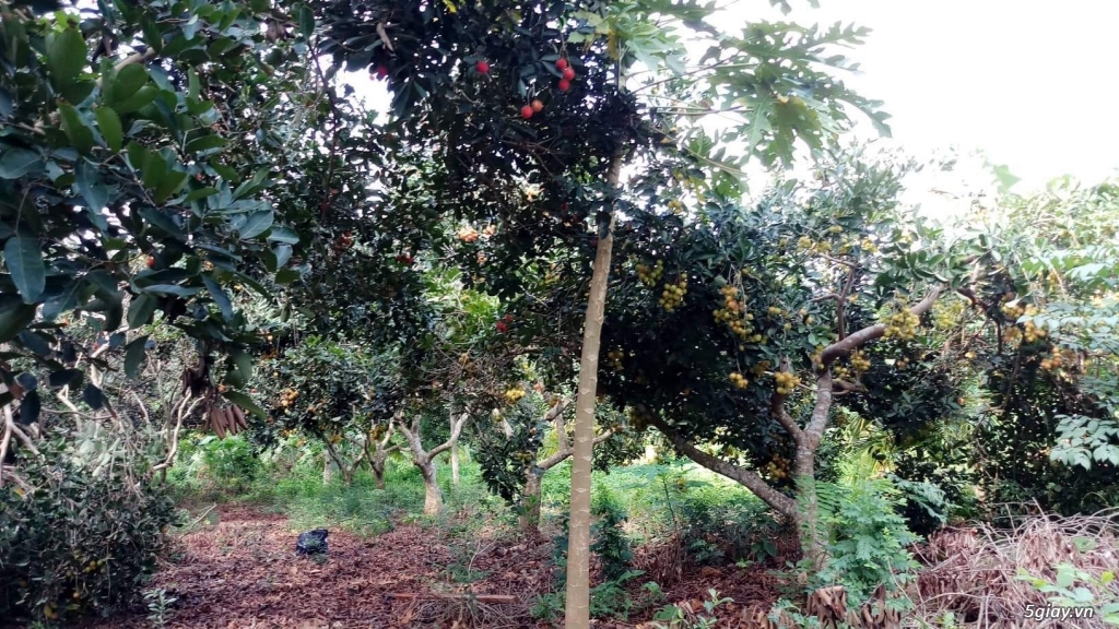 Đất 2 mặt tiền tại thị trấn Phước Bửu - 4