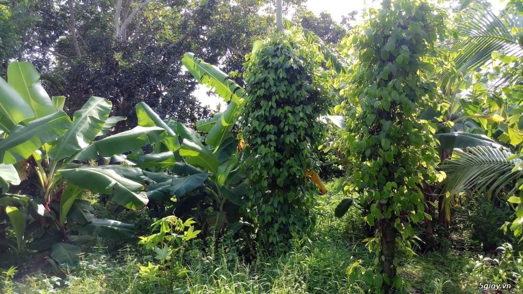 Đất 2 mặt tiền tại thị trấn Phước Bửu - 1