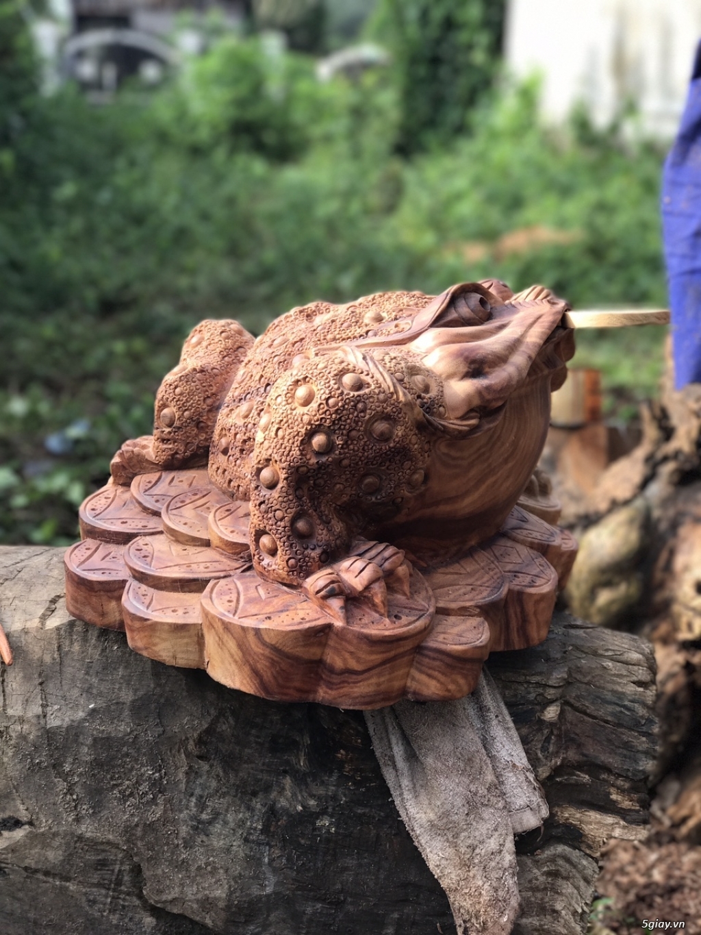 CÓC GỖ NGẬM TIỀN (THIỀM THỪ) - 2