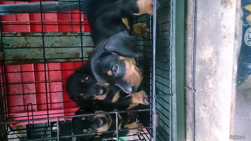Chó lạp xưởng thuần chủng - 2
