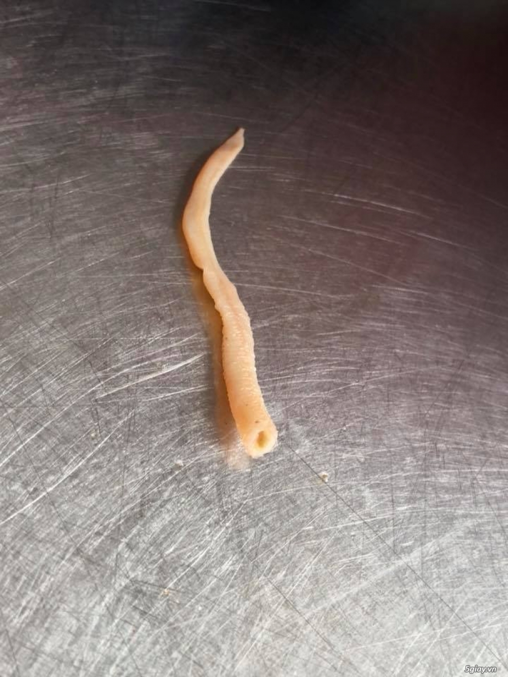 Hôm nay ăn hủ tíu thấy 1 con sán lãi - 2