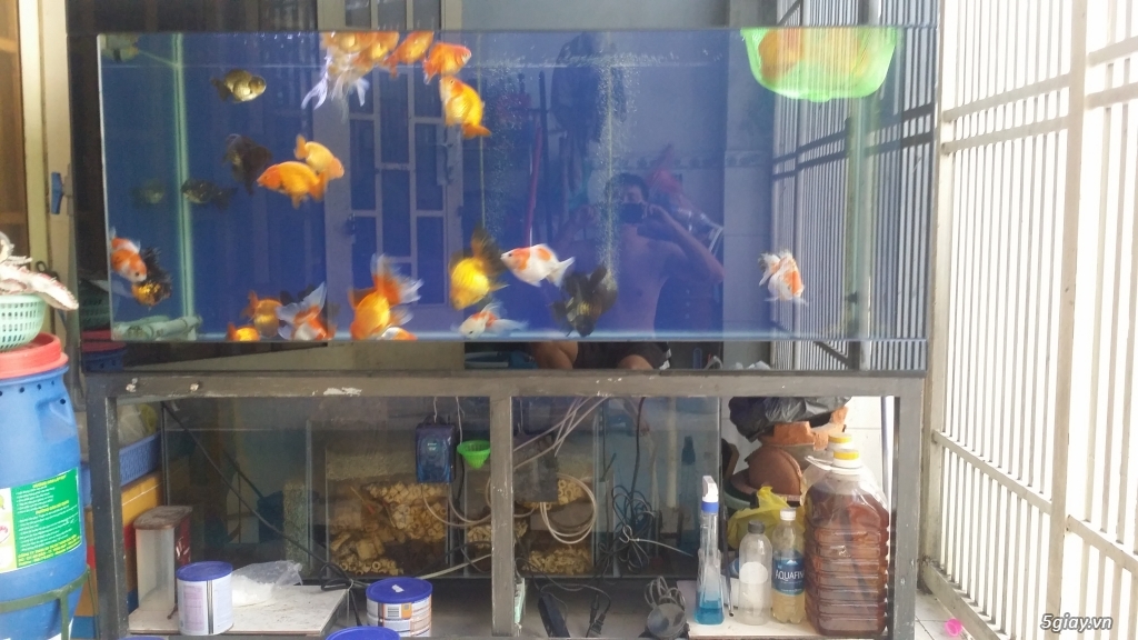 Cần bán hồ cá trọn bộ. - 2