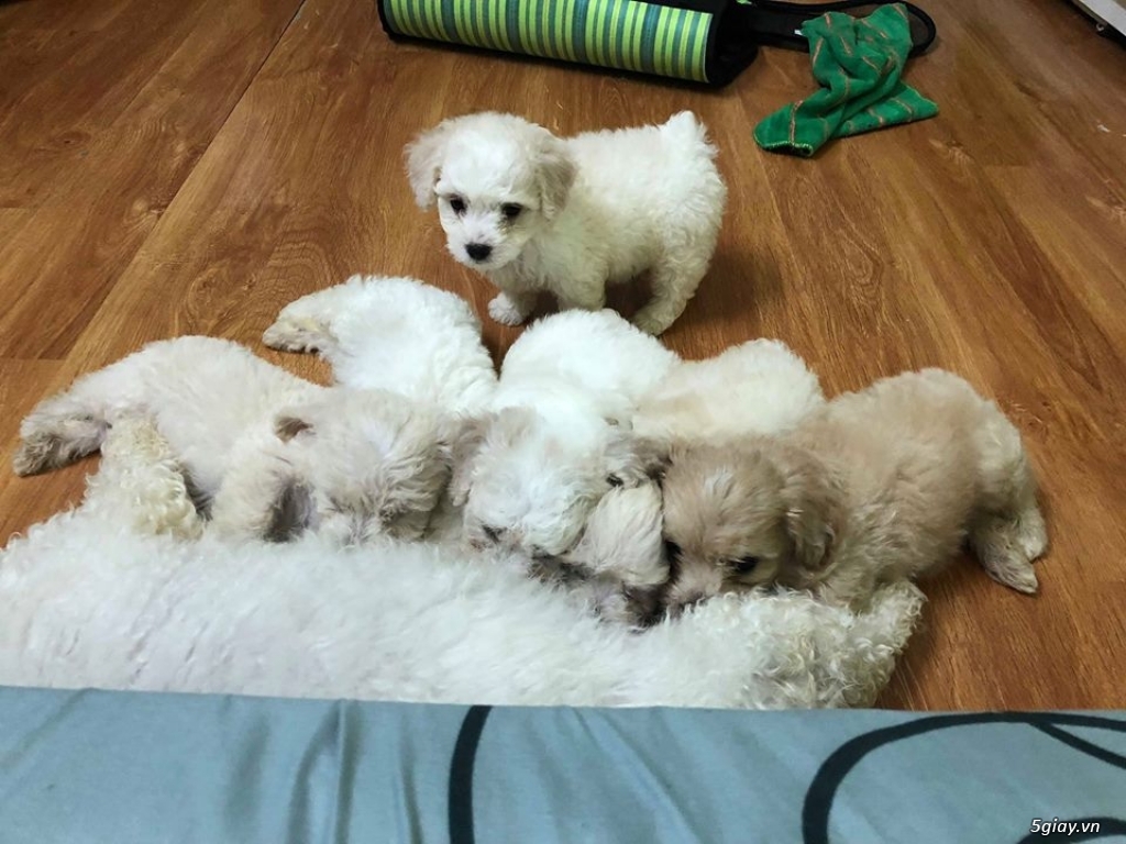 HCM - BÁN CHÓ POODLE NHÀ ĐẺ - 1