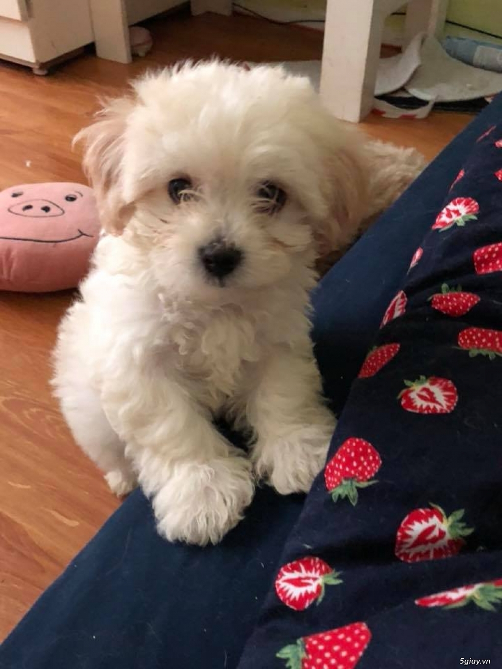 HCM - BÁN CHÓ POODLE NHÀ ĐẺ - 4