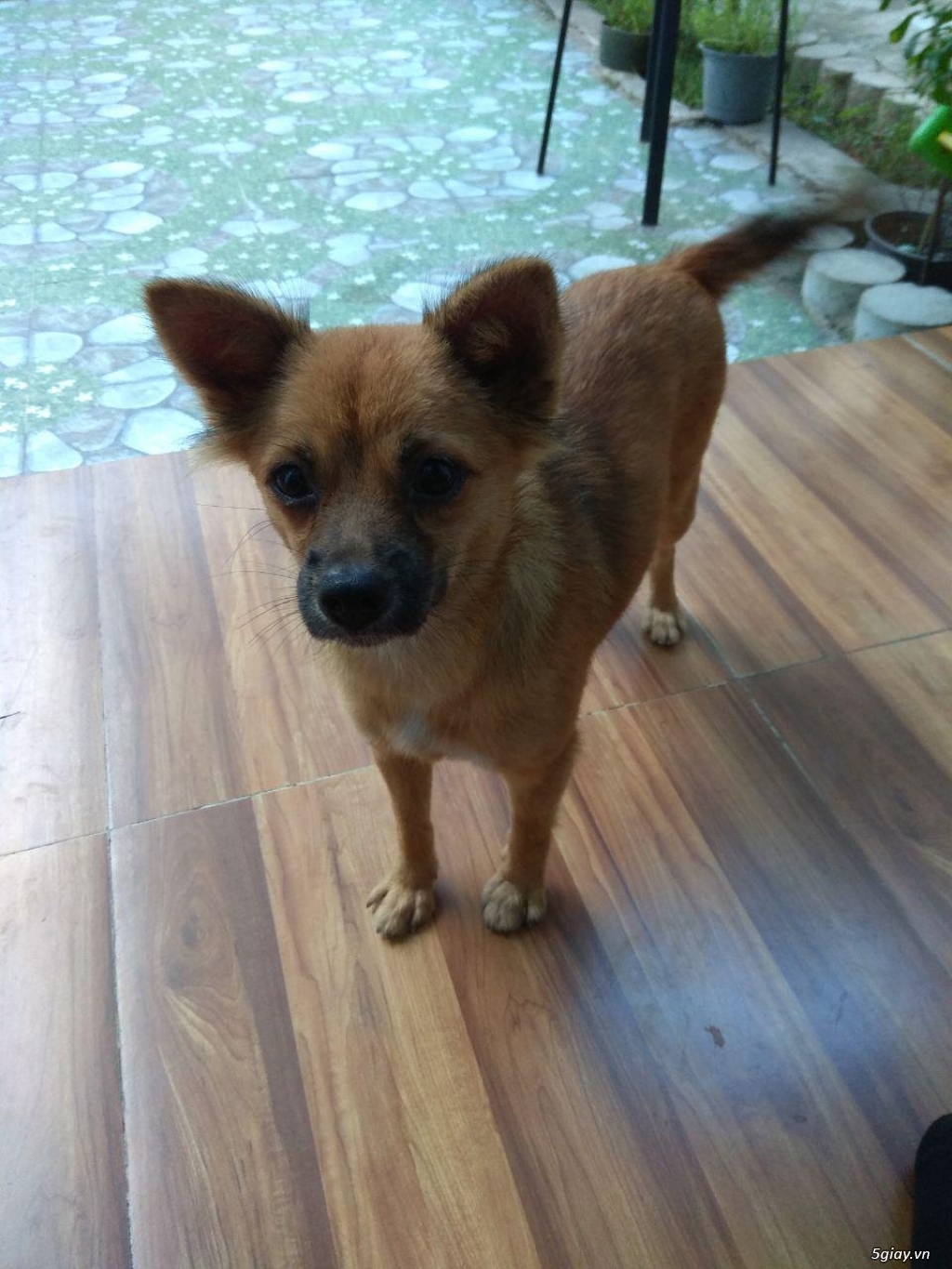 Cần thanh lý bạn cún dễ thương và thân thiện với người