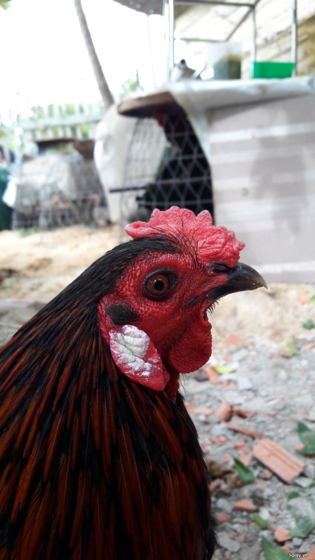 bán: gà nòi que (1 con duy nhất)