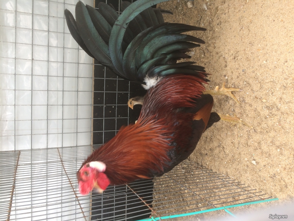 Gà tre lai Mỹ cản mái