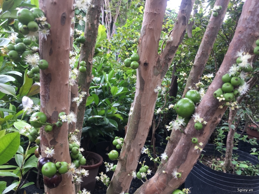 Giống nho thân gỗ độc lạ đang cho trái tại nhà vườn Khánh Võ - 4
