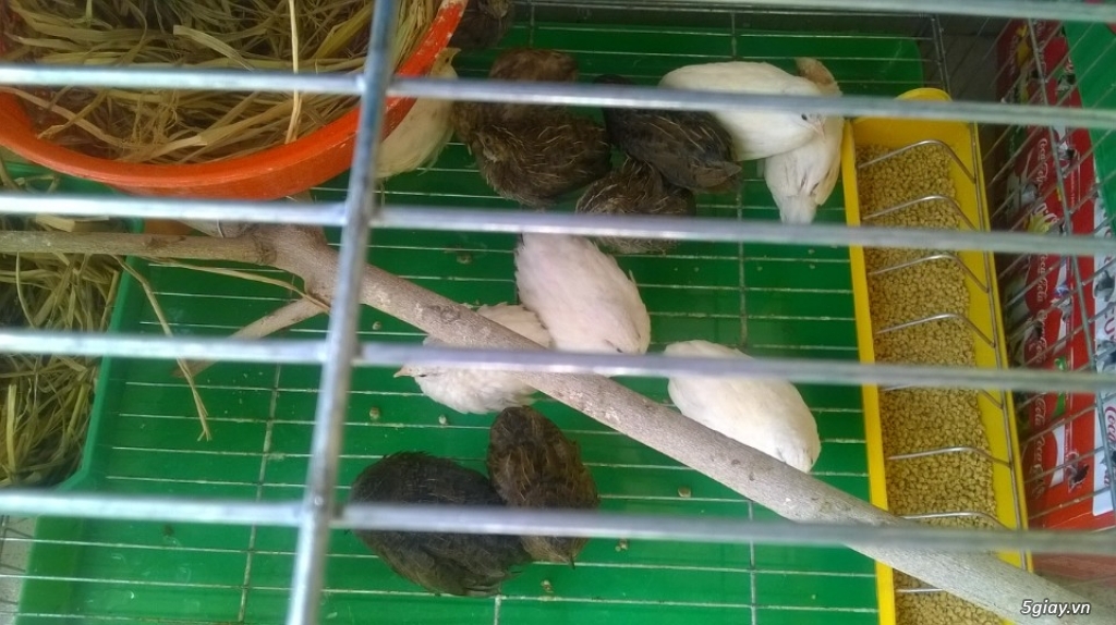 Chim cút kiểng Thái | cút king quail - YouTube