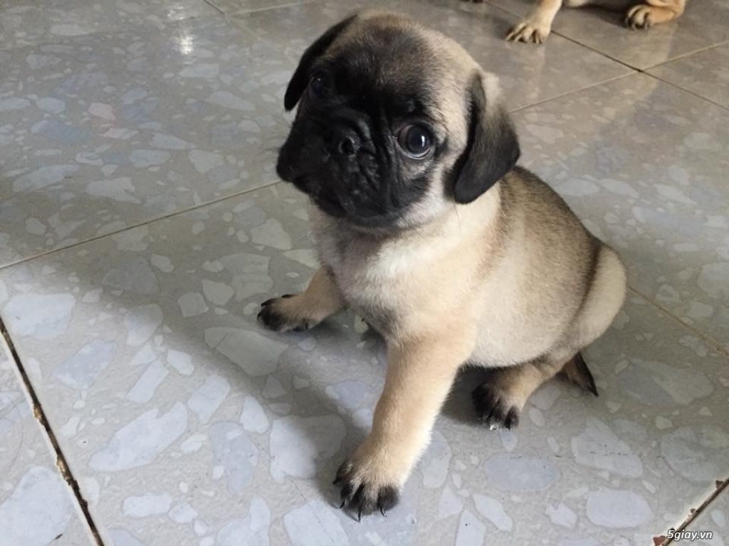 Pug heo Gò Vấp - 3