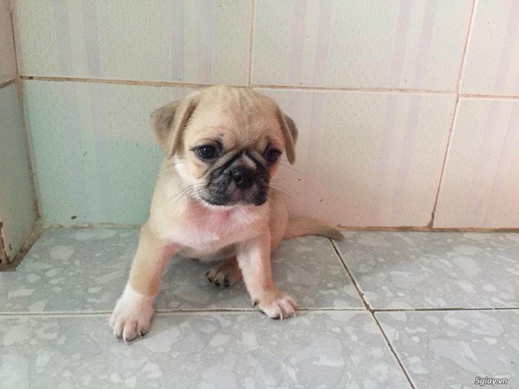Pug heo Gò Vấp - 1