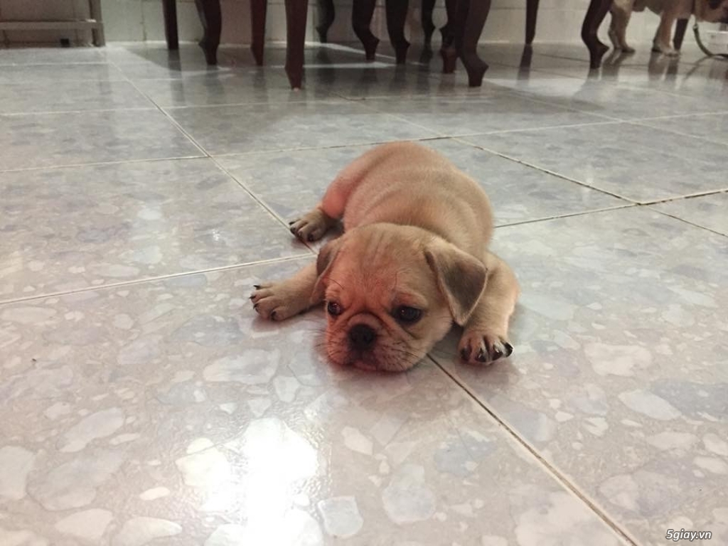 Pug heo Gò Vấp - 4