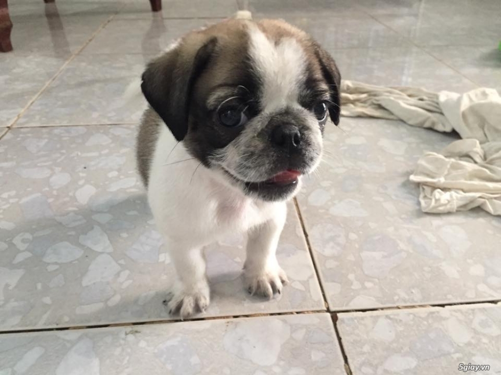 Pug heo Gò Vấp