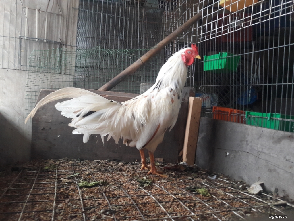 Bình thạnh bán gà tre