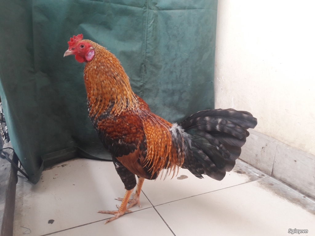 bình thạnh chuyên cung cấp gà có ăn có thua 5giay