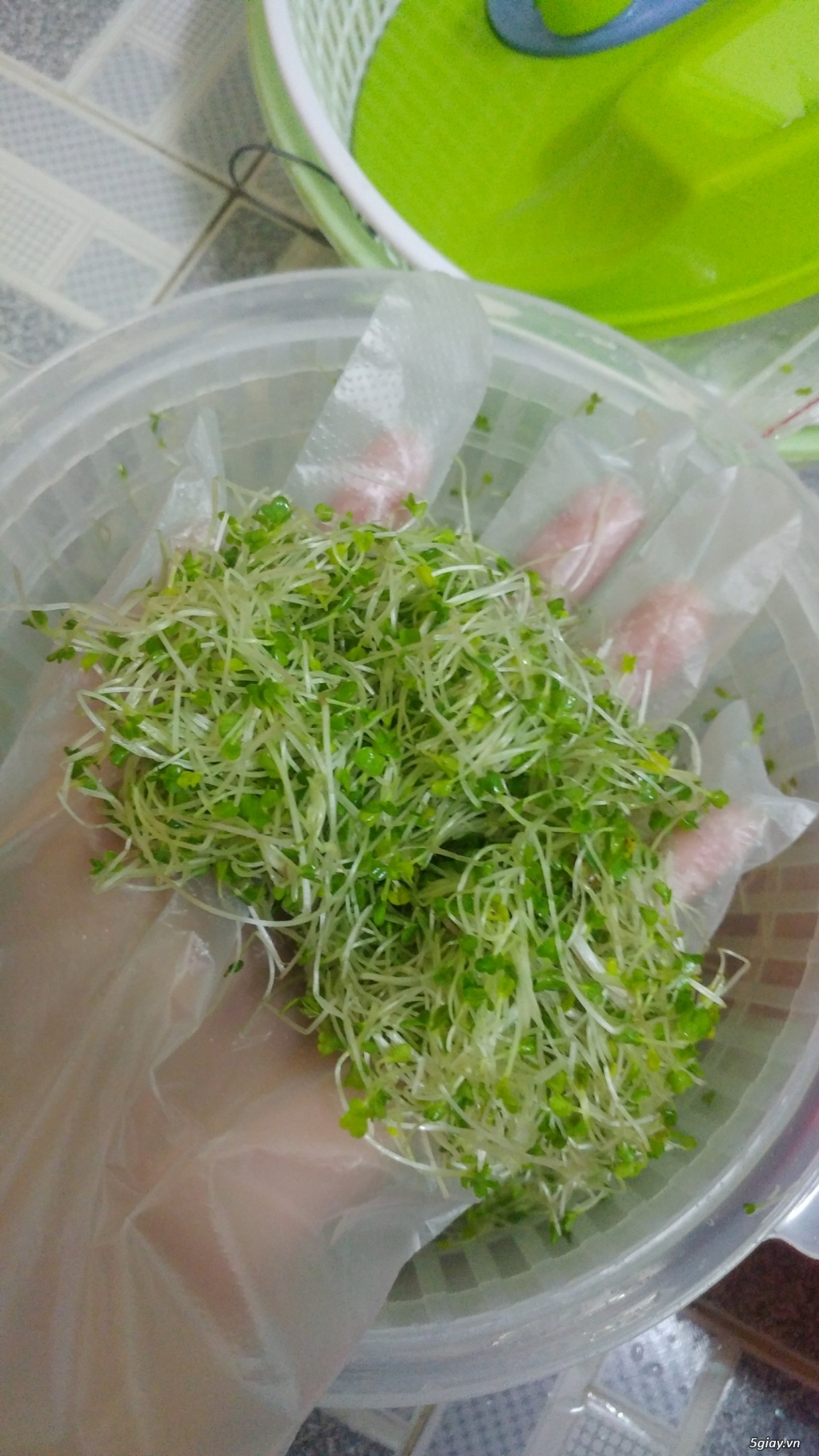 Rau mầm italia sạch bảo vệ sức khỏe cho mẹ và bé