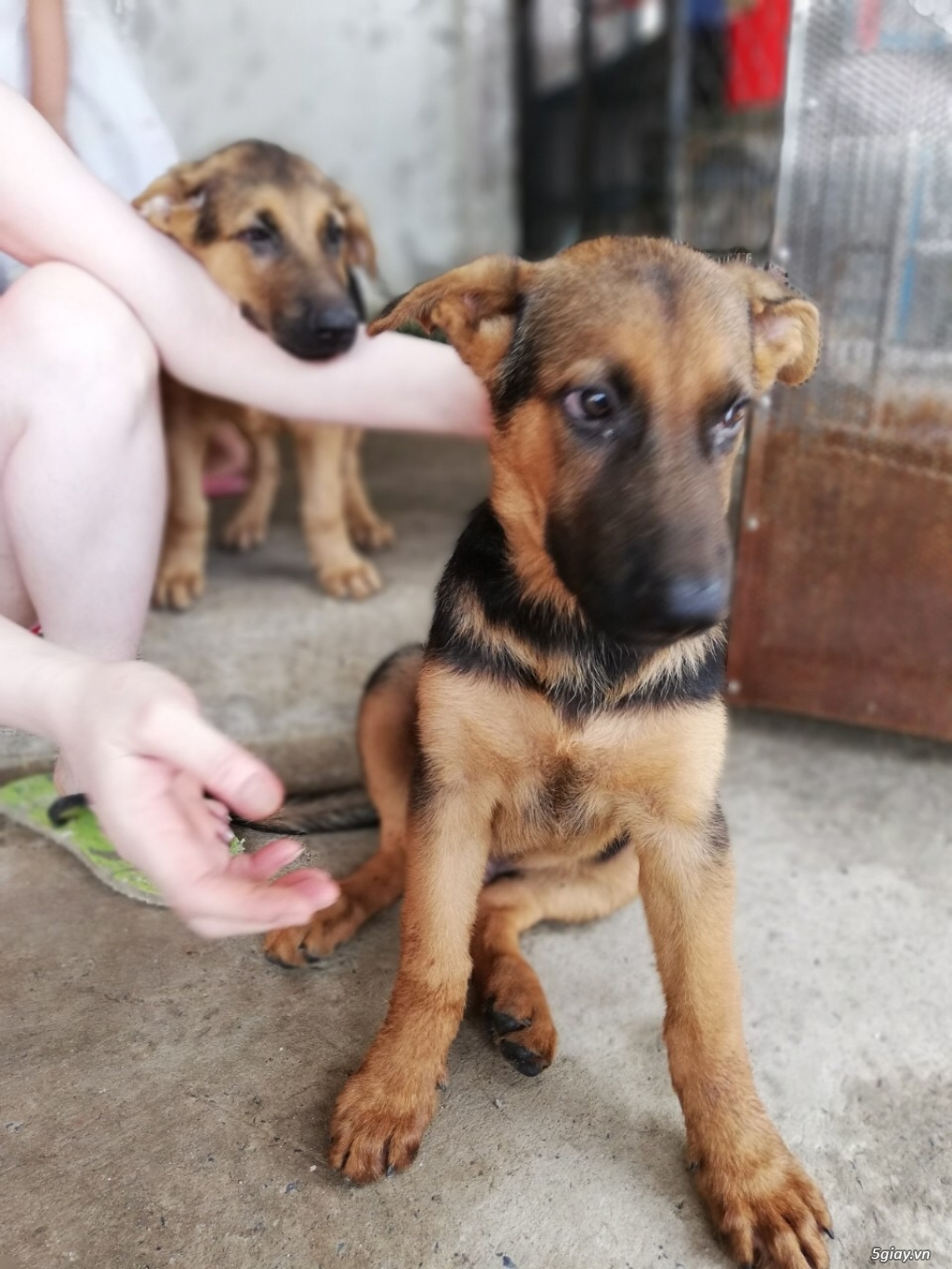 Đàn Becgie 3 tháng,ăn mạnh, chích 2 mũi, có sổ - 4